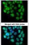 Cyclin T2 antibody, PA5-22200, Invitrogen Antibodies, Immunofluorescence image 