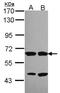 Syntaxin-binding protein 2 antibody, NBP2-20527, Novus Biologicals, Western Blot image 