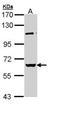 RNA Binding Motif Protein, Y-Linked, Family 1, Member A1 antibody, orb69670, Biorbyt, Western Blot image 