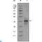 Myostatin antibody, LS-C812473, Lifespan Biosciences, Western Blot image 