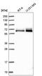 PXN antibody, HPA051309, Atlas Antibodies, Western Blot image 