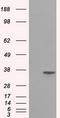 Serine Racemase antibody, CF500958, Origene, Western Blot image 