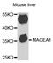 MAGE Family Member A1 antibody, abx004190, Abbexa, Western Blot image 