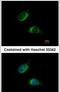 Noelin antibody, PA5-28842, Invitrogen Antibodies, Immunofluorescence image 