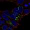 AHSG antibody, HPA001524, Atlas Antibodies, Immunofluorescence image 