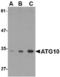 Autophagy Related 10 antibody, TA306501, Origene, Western Blot image 