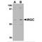 Immunity Related GTPase Cinema antibody, MBS150744, MyBioSource, Western Blot image 