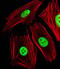 Acidic Nuclear Phosphoprotein 32 Family Member E antibody, MBS9214243, MyBioSource, Immunofluorescence image 