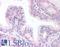 ETS Transcription Factor ERG antibody, LS-B9, Lifespan Biosciences, Immunohistochemistry frozen image 