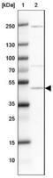 Zona Pellucida Glycoprotein 3 antibody, NBP2-30830, Novus Biologicals, Western Blot image 