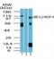 Ubiquitin Like Modifier Activating Enzyme 6 antibody, NBP2-24587, Novus Biologicals, Western Blot image 