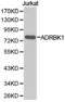 G Protein-Coupled Receptor Kinase 2 antibody, TA327129, Origene, Western Blot image 