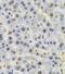 Proteasome 26S Subunit, ATPase 3 antibody, FNab06879, FineTest, Immunohistochemistry paraffin image 