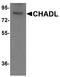 Chondroadherin Like antibody, A14235, Boster Biological Technology, Western Blot image 