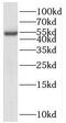 Protein transport protein Sec61 subunit alpha isoform 1 antibody, FNab07688, FineTest, Western Blot image 