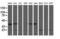 U6 snRNA-associated Sm-like protein LSm1 antibody, LS-C173080, Lifespan Biosciences, Western Blot image 