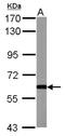 Growth Differentiation Factor 10 antibody, NBP2-16630, Novus Biologicals, Western Blot image 