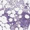 Killer Cell Lectin Like Receptor D1 antibody, PA5-64422, Invitrogen Antibodies, Immunohistochemistry paraffin image 