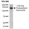 Protocadherin Gamma Subfamily B, 2 antibody, MA5-27617, Invitrogen Antibodies, Western Blot image 