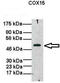 Cytochrome C Oxidase Assembly Homolog COX15 antibody, TA339409, Origene, Western Blot image 