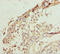 Lipocalin 6 antibody, LS-C675980, Lifespan Biosciences, Immunohistochemistry paraffin image 