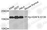 H2A Histone Family Member X antibody, AP0245, ABclonal Technology, Western Blot image 