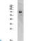 RRN3 antibody, LS-C813526, Lifespan Biosciences, Western Blot image 