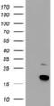 Coiled-Coil-Helix-Coiled-Coil-Helix Domain Containing 5 antibody, NBP2-03608, Novus Biologicals, Western Blot image 