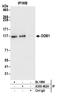 Damage Specific DNA Binding Protein 1 antibody, A300-462A, Bethyl Labs, Immunoprecipitation image 