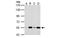 Malonyl-CoA decarboxylase, mitochondrial antibody, MBS837372, MyBioSource, Western Blot image 