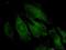 Trafficking Protein Particle Complex 4 antibody, H00051399-M03, Novus Biologicals, Immunocytochemistry image 