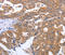 Gem Nuclear Organelle Associated Protein 2 antibody, A04530-1, Boster Biological Technology, Immunohistochemistry frozen image 