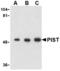 PIST antibody, TA306263, Origene, Western Blot image 