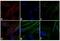 Mouse IgG (Fc) antibody, A16089, Invitrogen Antibodies, Immunofluorescence image 