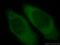Choline/Ethanolamine Phosphotransferase 1 antibody, 20496-1-AP, Proteintech Group, Immunofluorescence image 