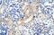 ZFP57 Zinc Finger Protein antibody, PA5-41703, Invitrogen Antibodies, Immunohistochemistry frozen image 