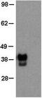 POU Class 5 Homeobox 1 antibody, 14-5841-82, Invitrogen Antibodies, Western Blot image 