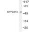 Cytochrome P450 Family 2 Subfamily A Member 13 antibody, LS-C176855, Lifespan Biosciences, Western Blot image 
