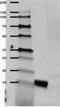 Ubiquitin B antibody, 838703, BioLegend, Western Blot image 