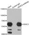 Histone Deacetylase 2 antibody, LS-C331881, Lifespan Biosciences, Immunoprecipitation image 