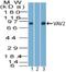 Vav Guanine Nucleotide Exchange Factor 2 antibody, NBP2-27078, Novus Biologicals, Western Blot image 