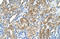 Vacuolar ATPase Assembly Factor VMA21 antibody, orb325184, Biorbyt, Immunohistochemistry paraffin image 