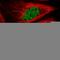 Ran-binding protein 3 antibody, HPA043389, Atlas Antibodies, Immunofluorescence image 