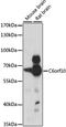 Testis Expressed Basic Protein 1 antibody, LS-C750360, Lifespan Biosciences, Western Blot image 