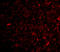 Neuronal PAS Domain Protein 3 antibody, 4109, ProSci, Immunofluorescence image 