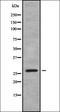 RAB, Member Of RAS Oncogene Family Like 2B antibody, orb338593, Biorbyt, Western Blot image 