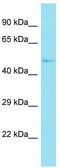 Keratinocyte Differentiation Factor 1 antibody, TA333486, Origene, Western Blot image 