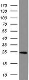 BH3 Interacting Domain Death Agonist antibody, UM570101, Origene, Western Blot image 