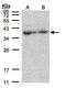 39S ribosomal protein L3, mitochondrial antibody, GTX108026, GeneTex, Western Blot image 