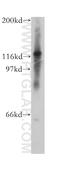 Chromosome transmission fidelity protein 18 homolog antibody, 13030-1-AP, Proteintech Group, Western Blot image 